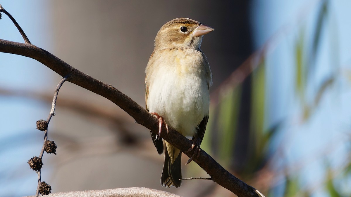 papežík americký - ML643712774