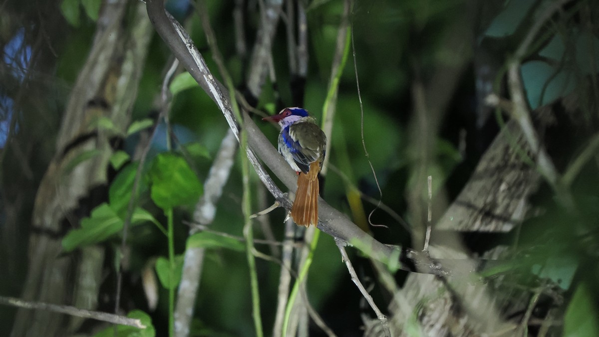 Sulawesi Lilac Kingfisher - ML643712775