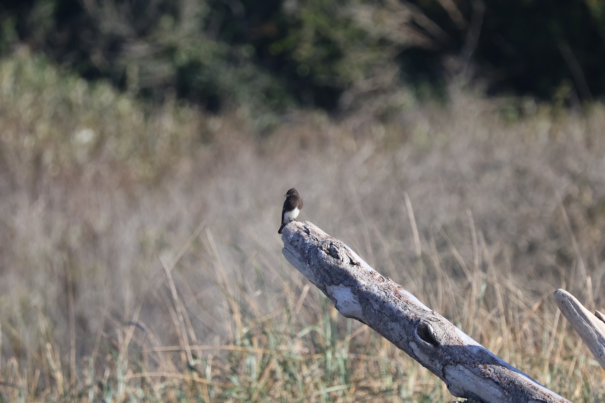 Black Phoebe - ML643712803