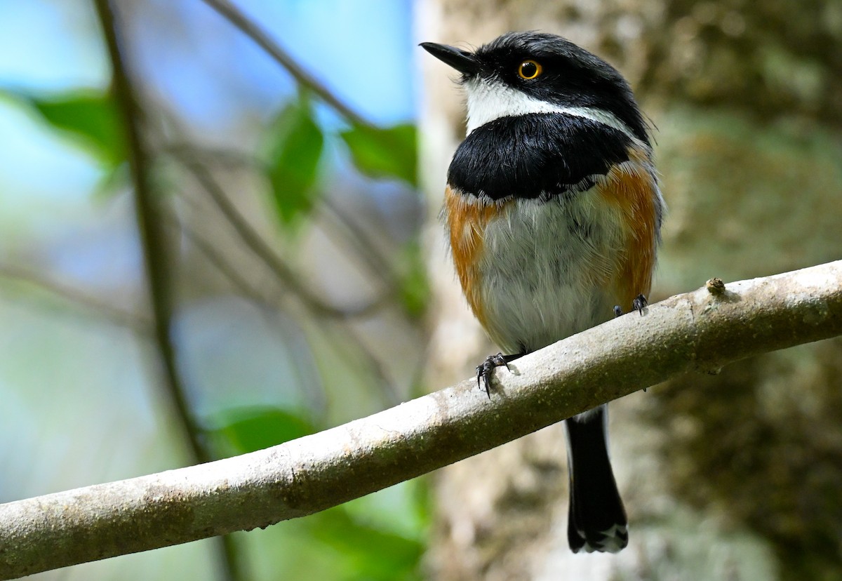 ムナグロセワタビタキ - ML643712809