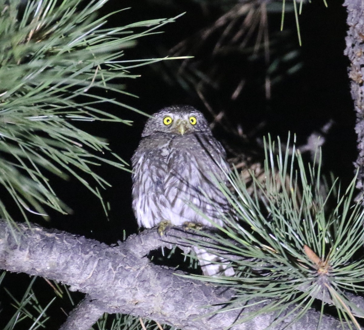 Northern Pygmy-Owl - ML643712815