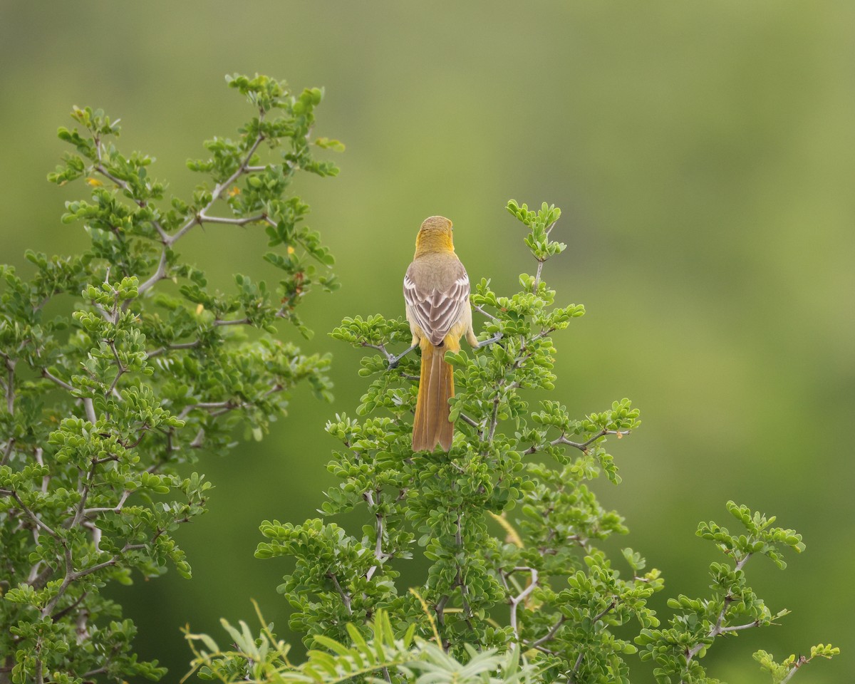 Oriole masqué - ML643712819