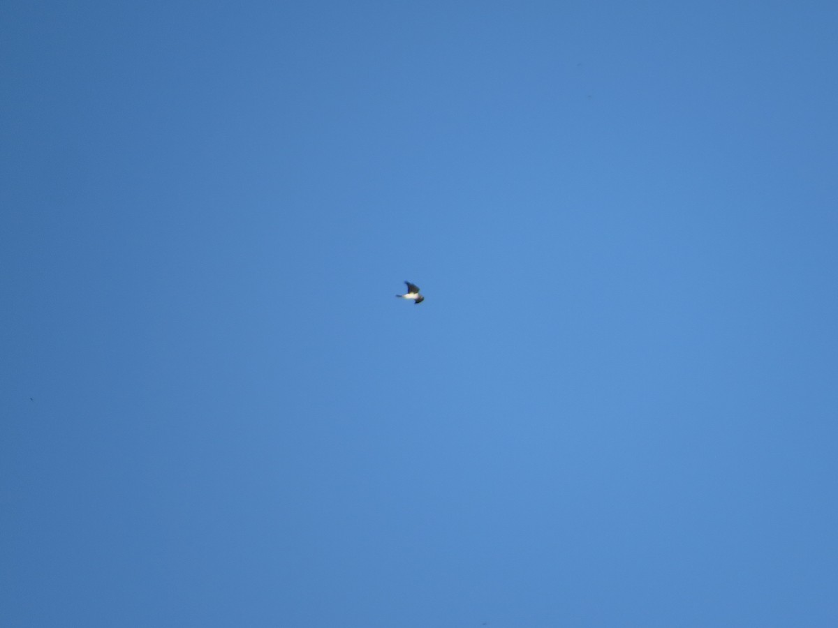 Hudsonweihe - ML643712831