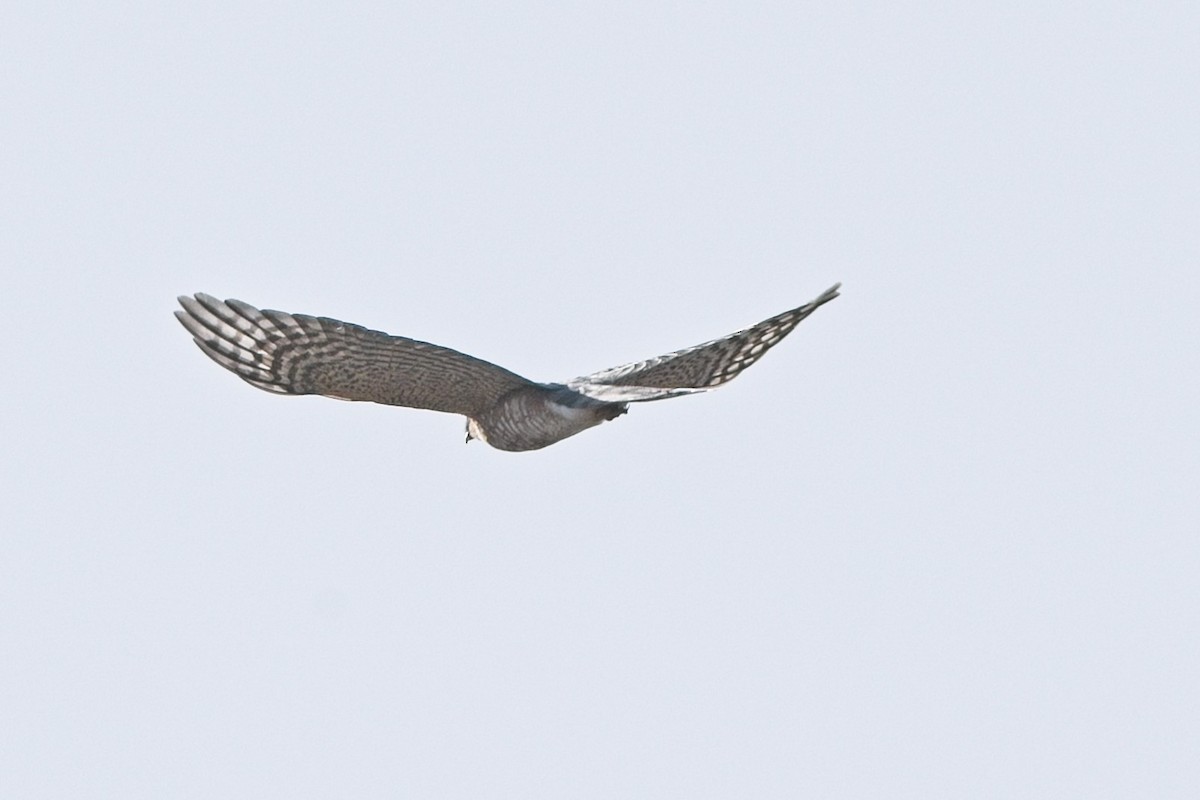 Sharp-shinned Hawk - ML643712841