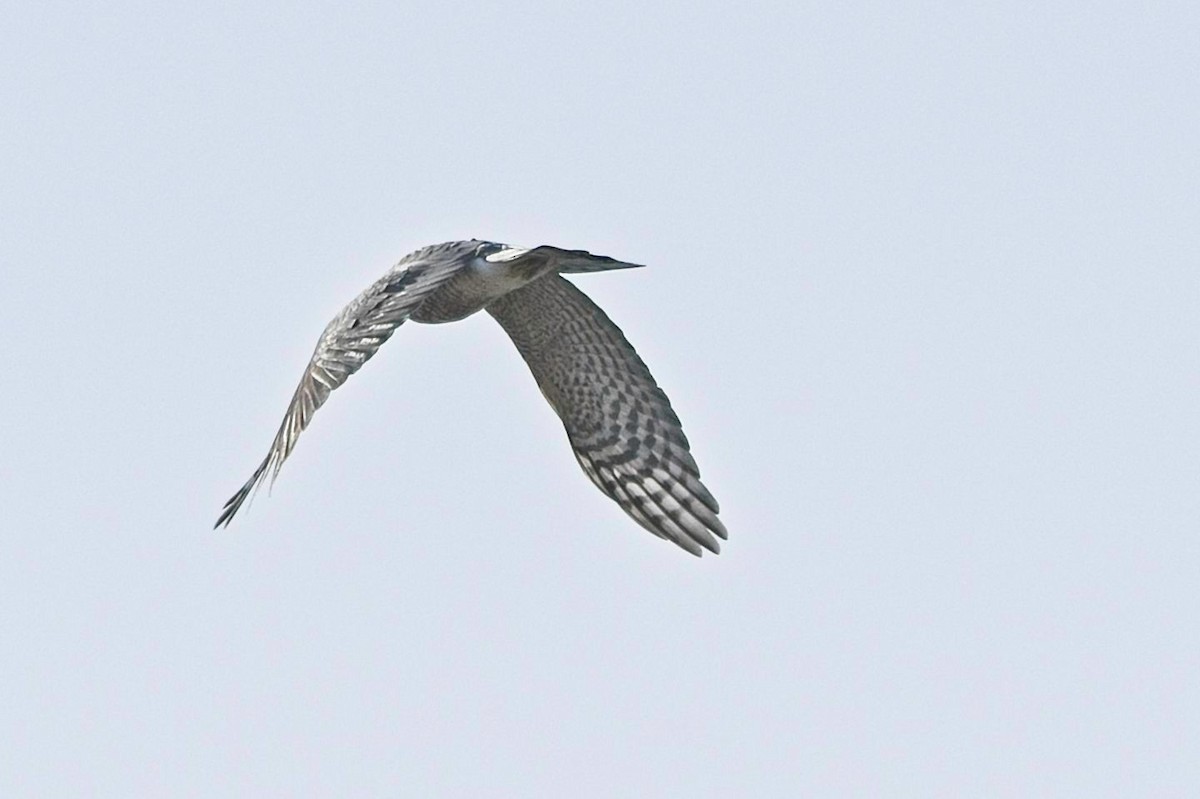 Sharp-shinned Hawk - ML643712842