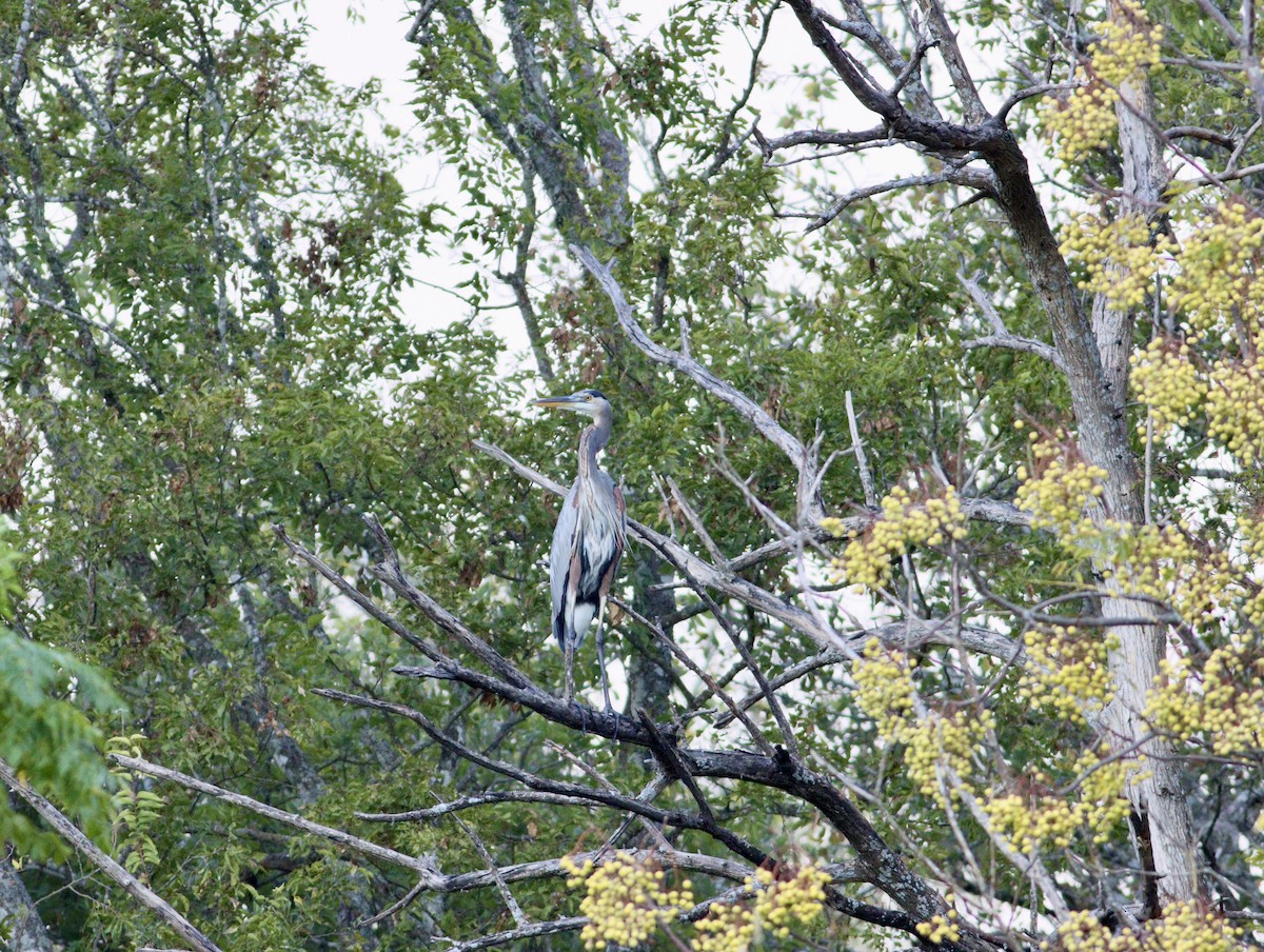 Great Blue Heron - ML643712849