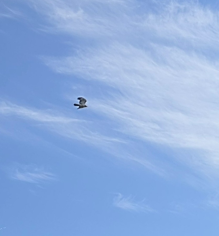 hawk sp. - ML643712859