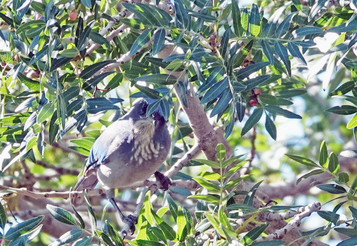 Woodhouse's Scrub-Jay - ML643712875