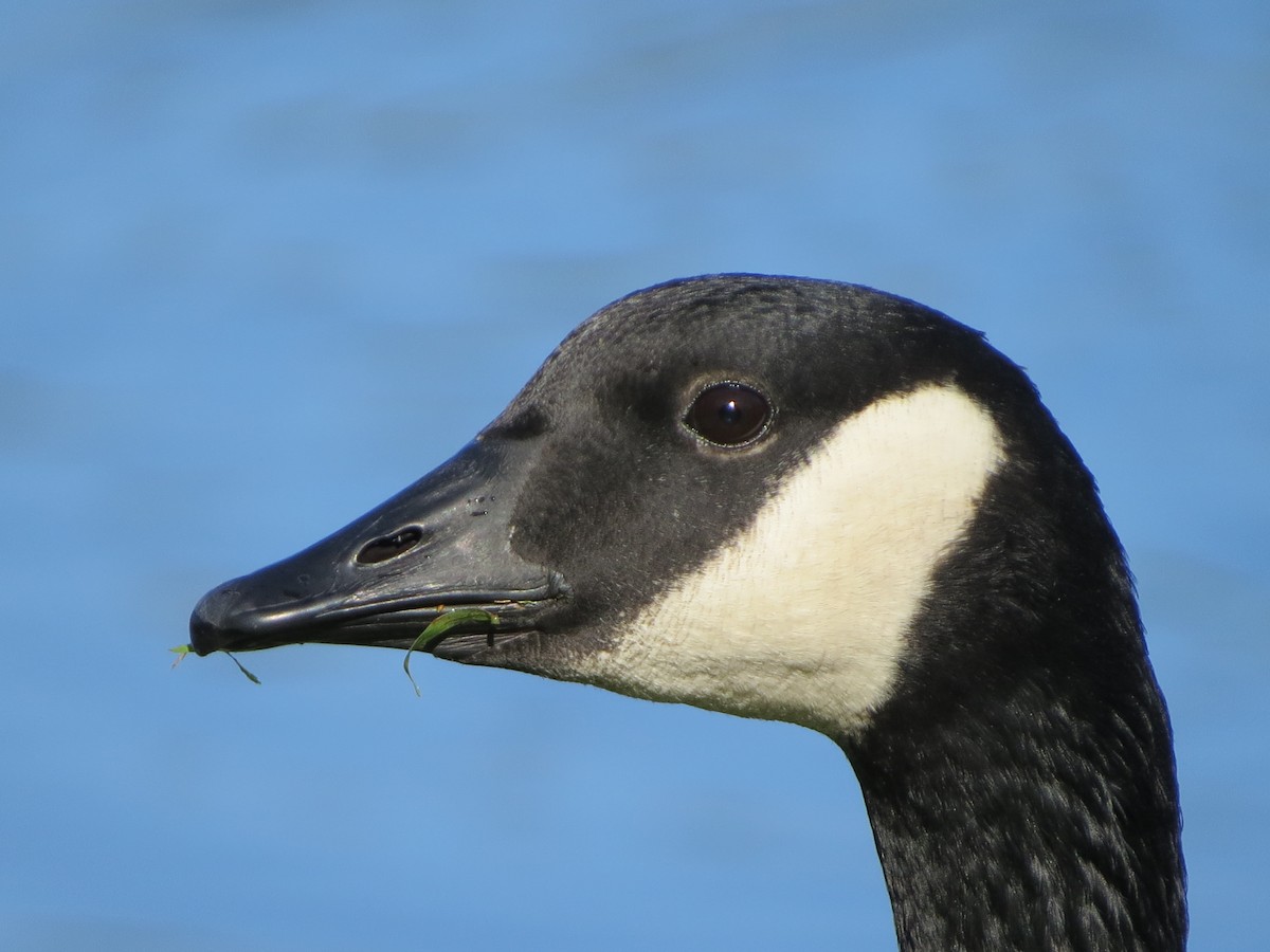 Kanadagans - ML643712879