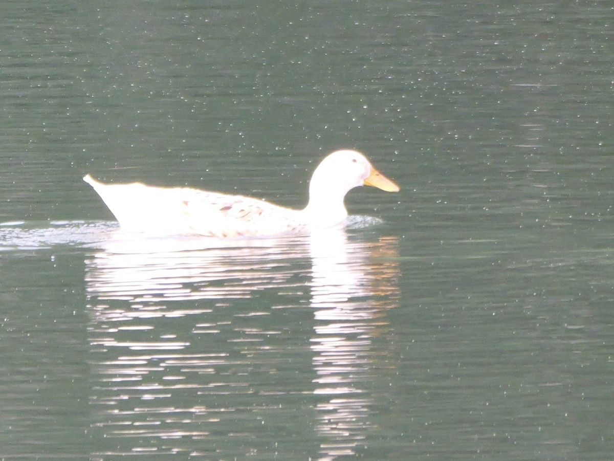 Mallard - ML643712881