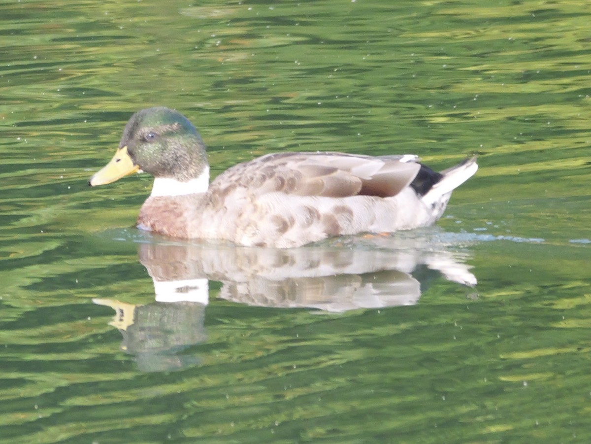 Mallard - ML643712882