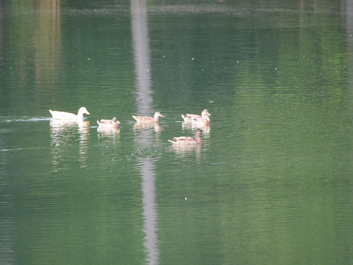 Mallard - ML643712884
