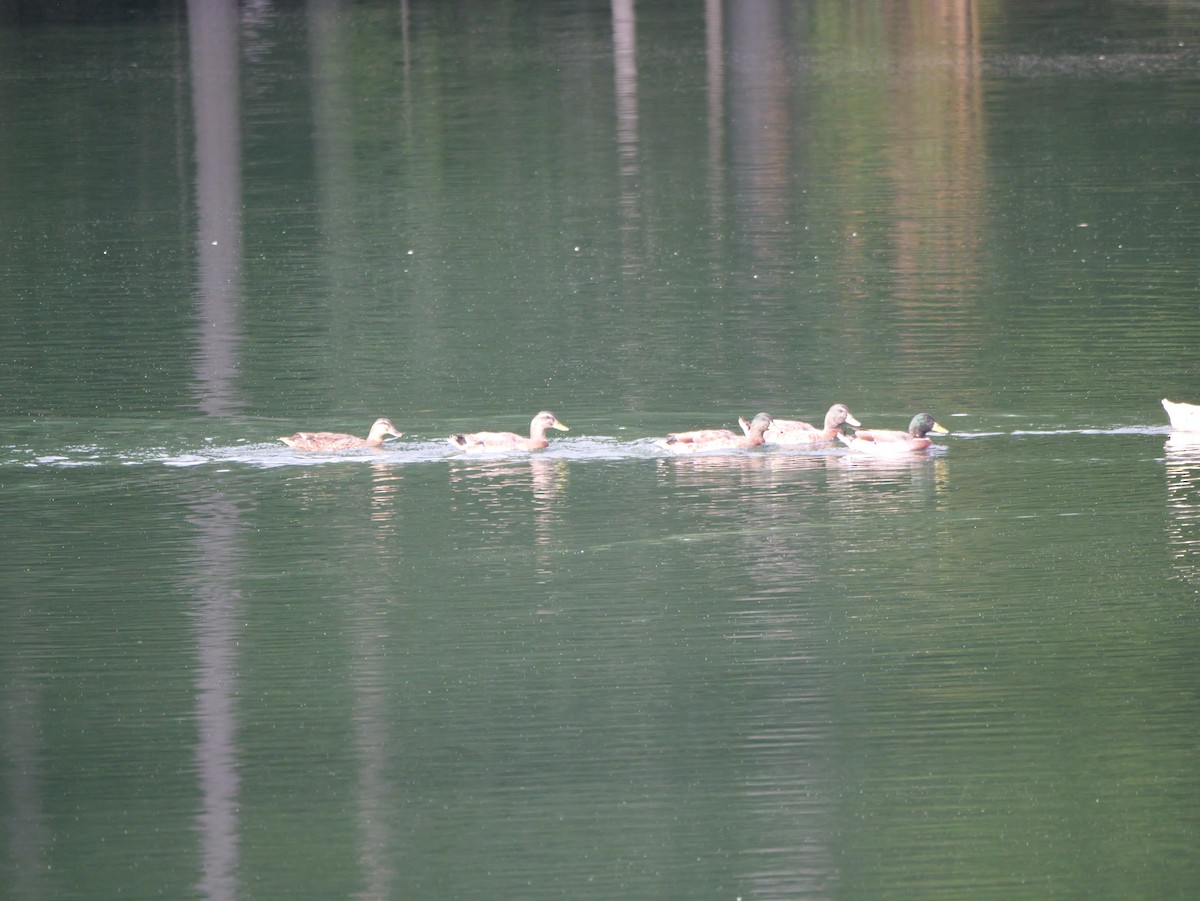 Mallard - ML643712885