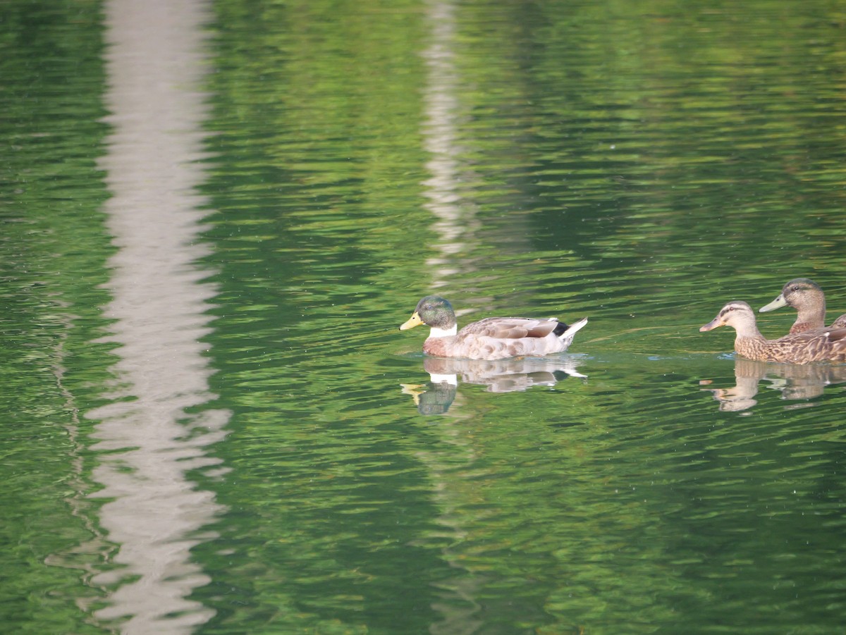 Mallard - ML643712886