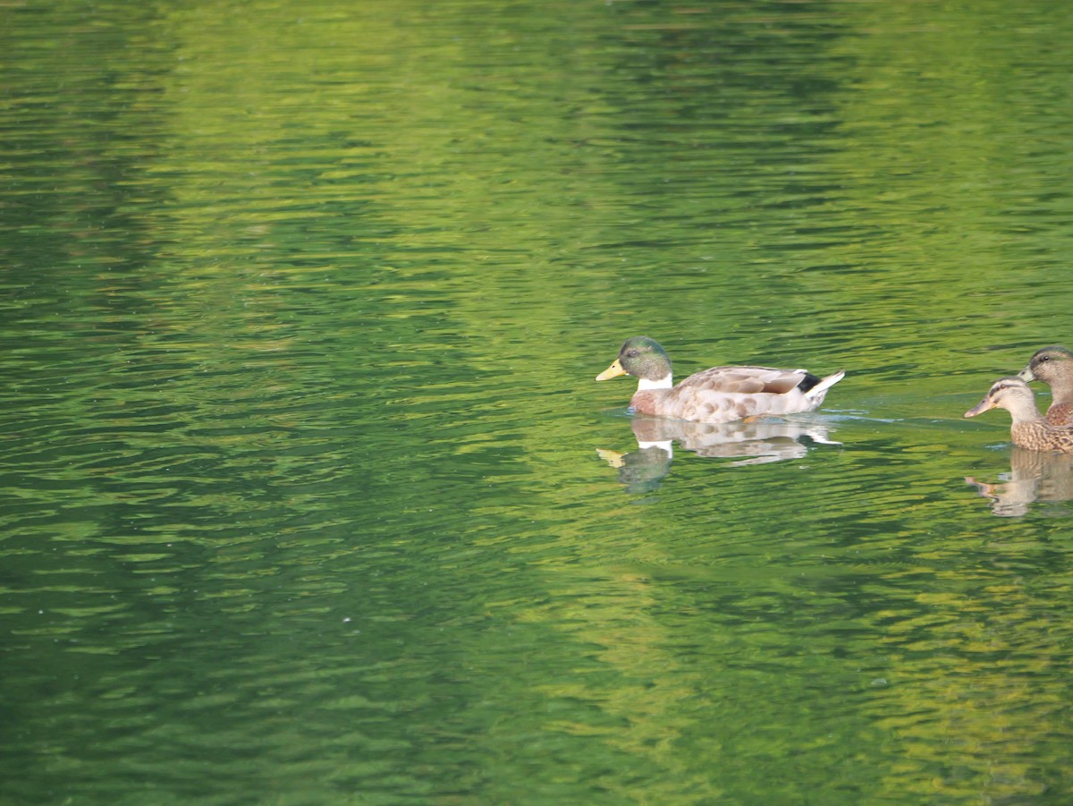Mallard - ML643712887