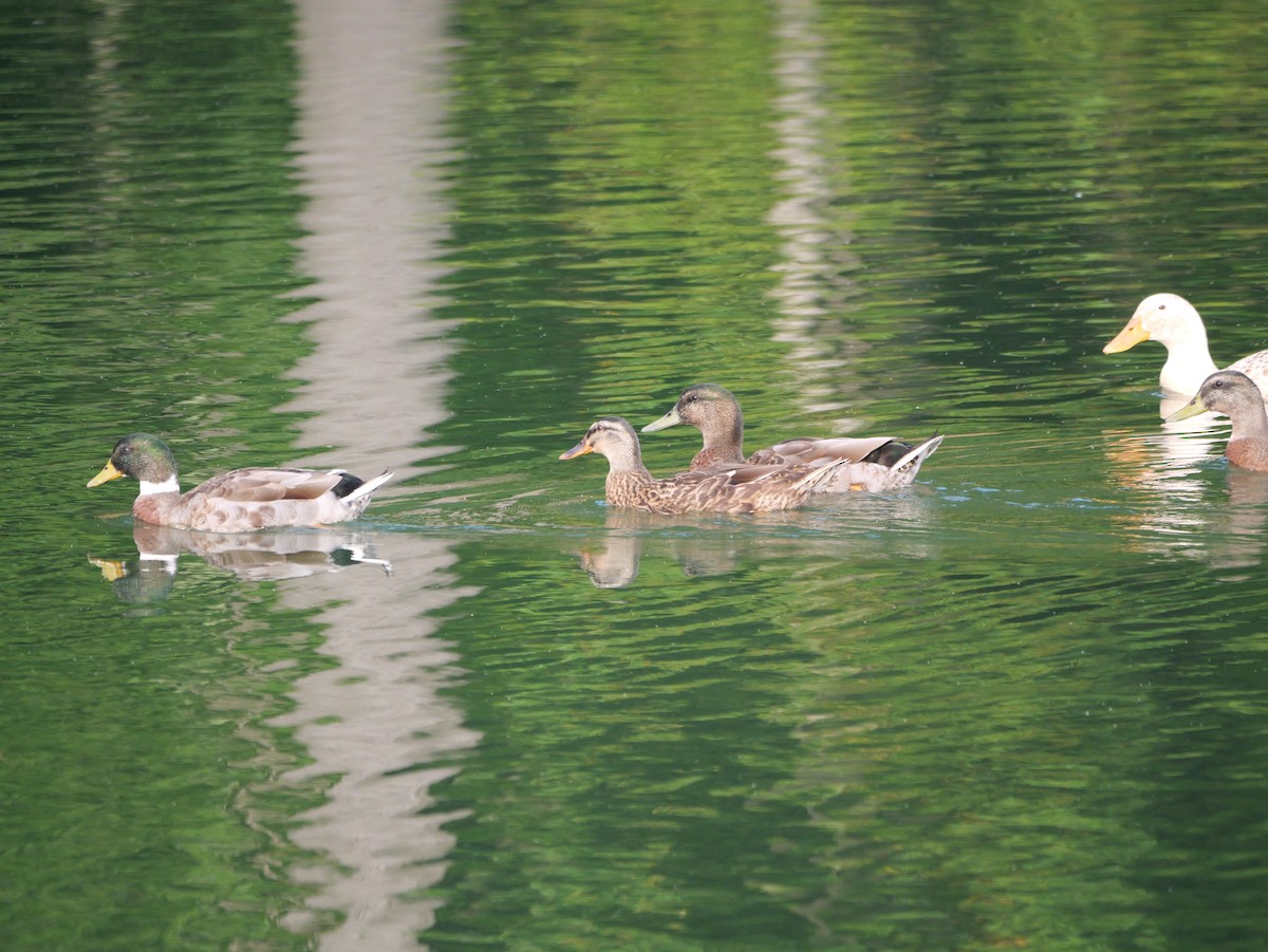 Mallard - ML643712888