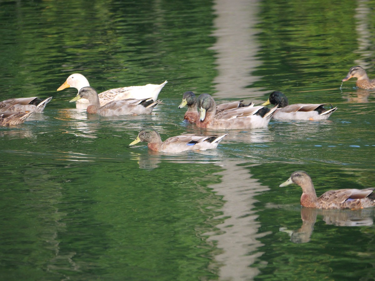 Mallard - ML643712889