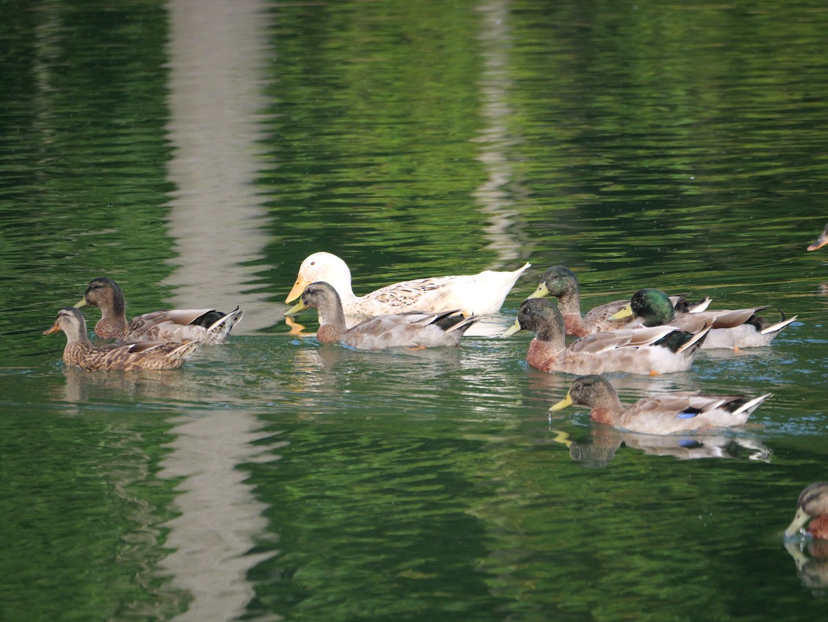 Mallard - ML643712890