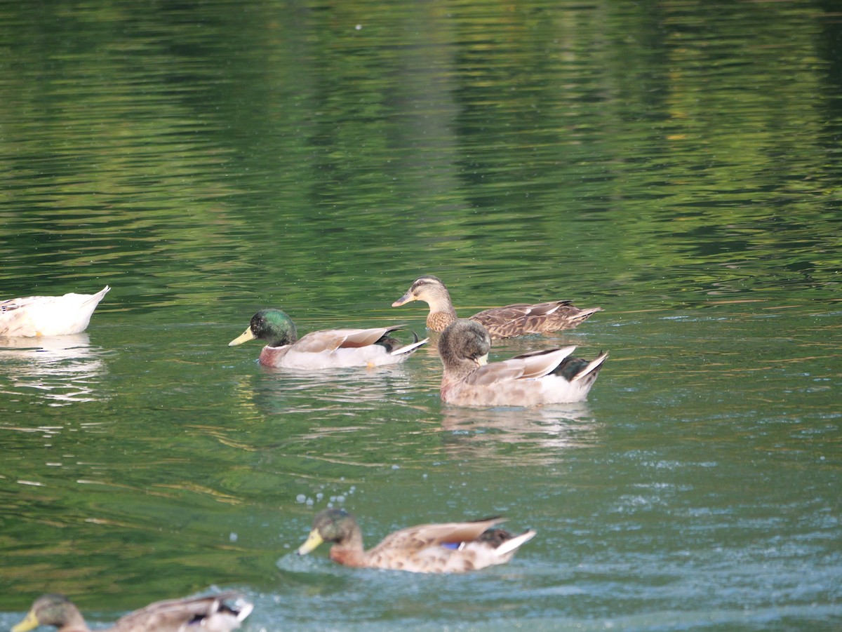 Mallard - ML643712891