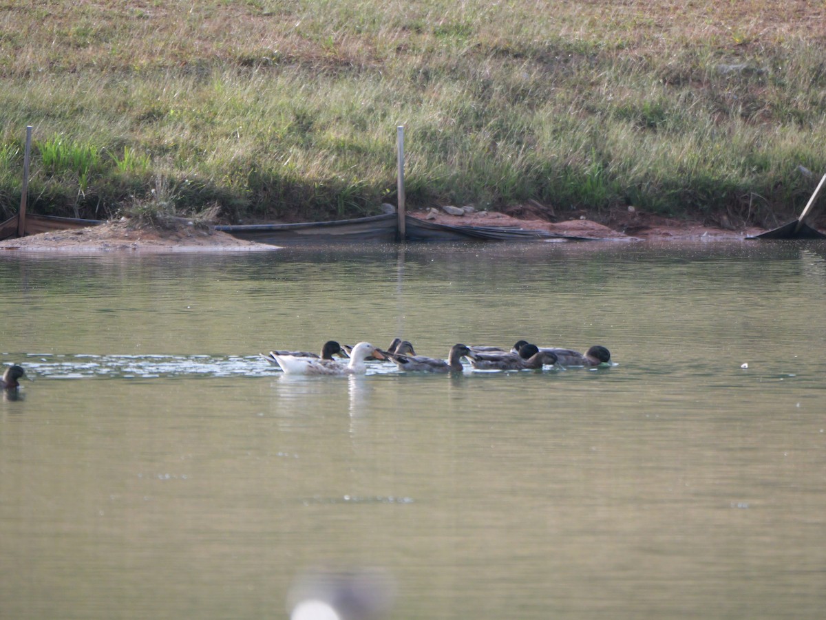Mallard - ML643712892