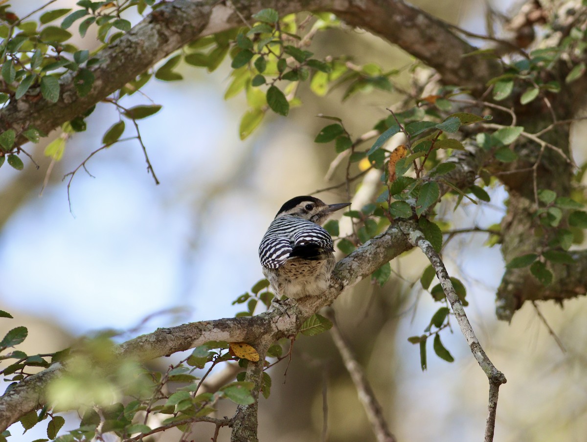 Ladder-backed Woodpecker - ML643712895
