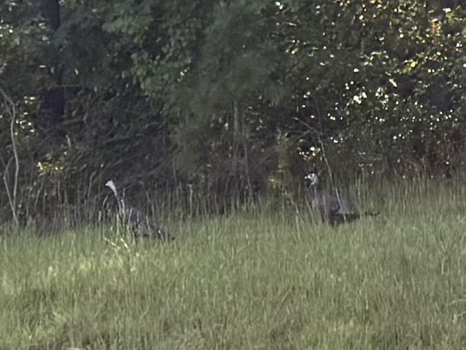 Wild Turkey - ML643712906