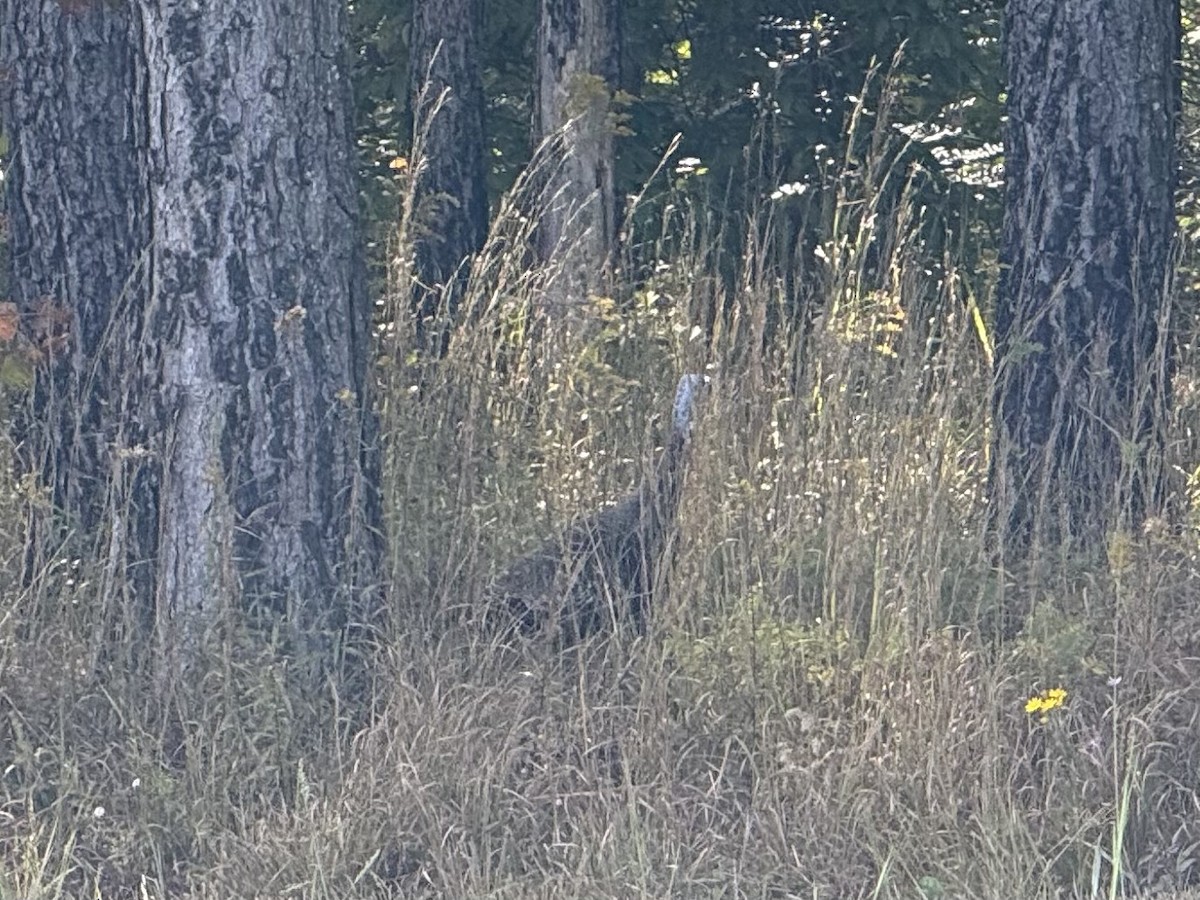 Wild Turkey - ML643712907