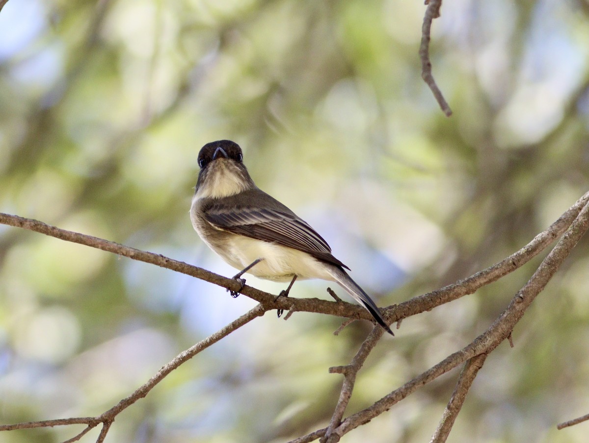 Eastern Phoebe - ML643712908