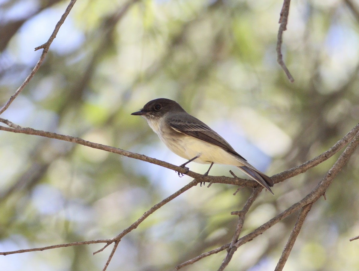 Eastern Phoebe - ML643712909