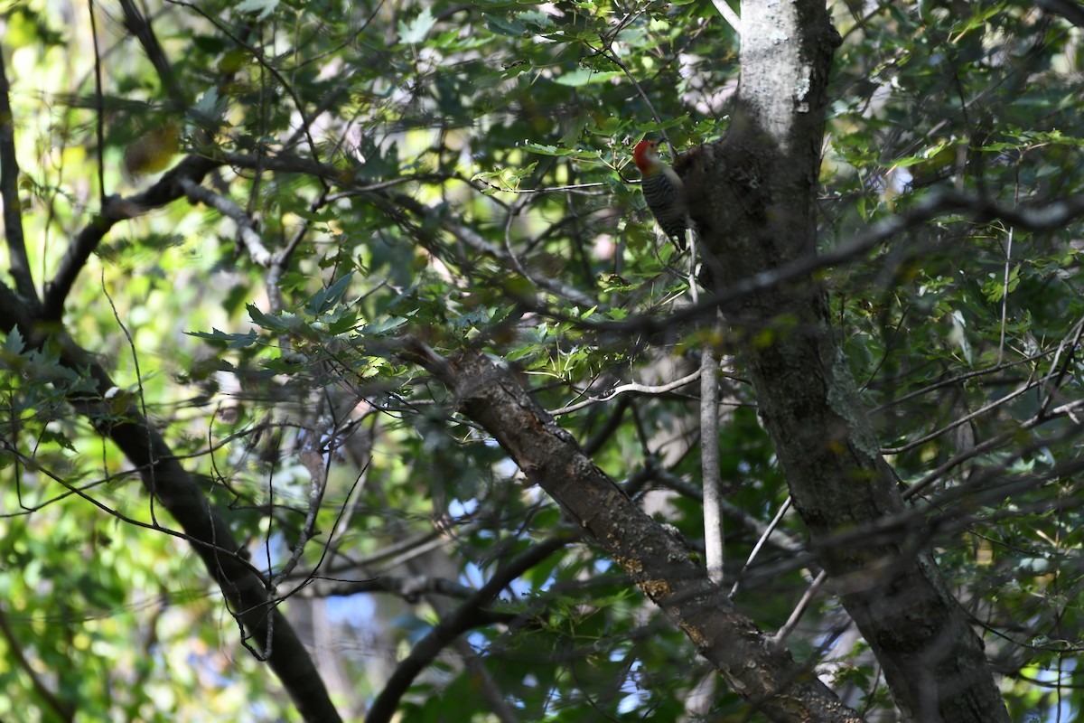 Red-bellied Woodpecker - ML643712910