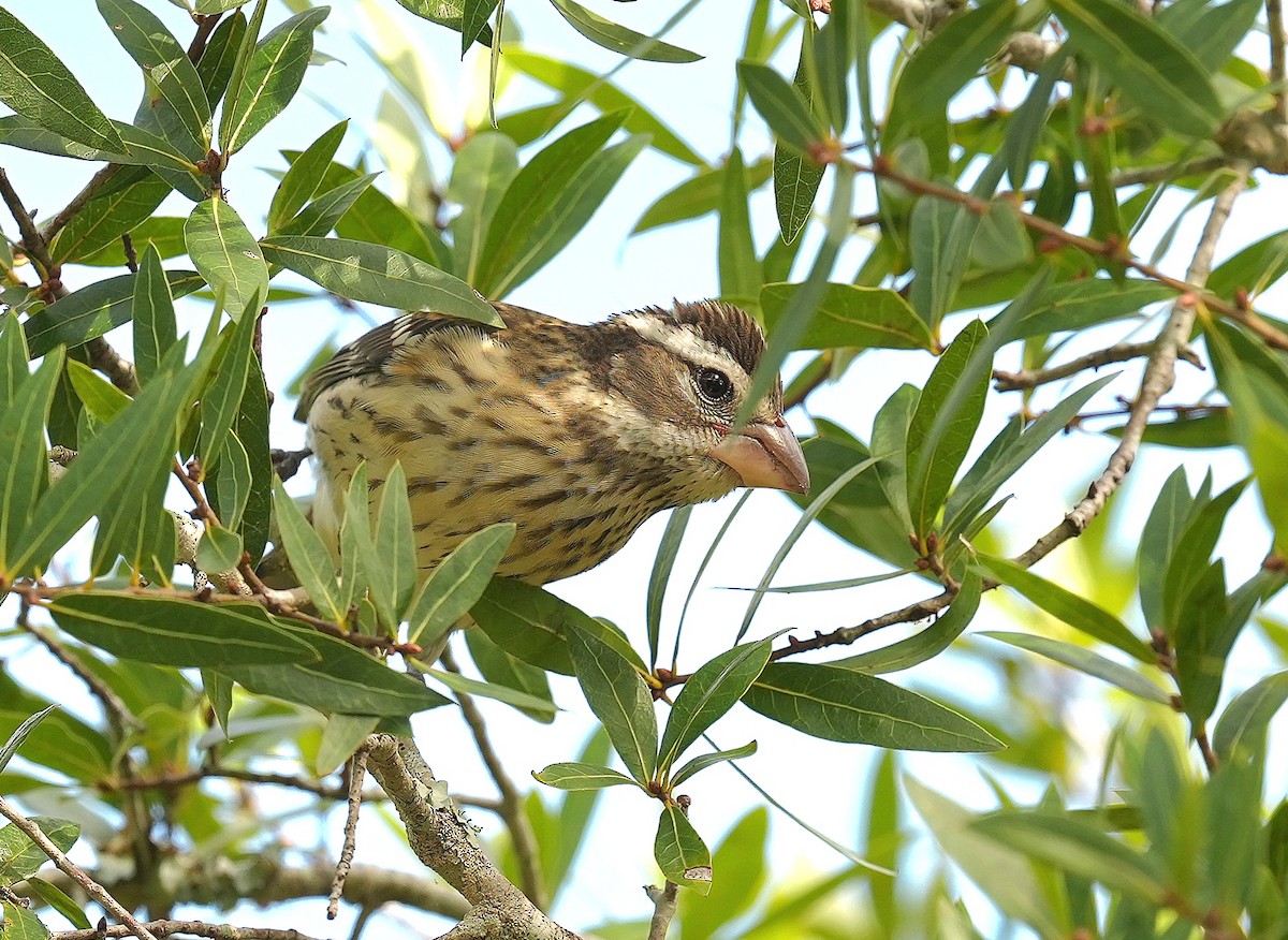 Rose-breasted Grosbeak - ML643712918