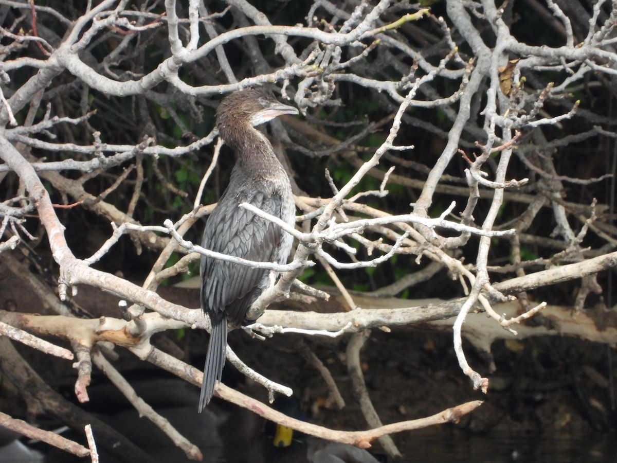 Pygmy Cormorant - ML643712921