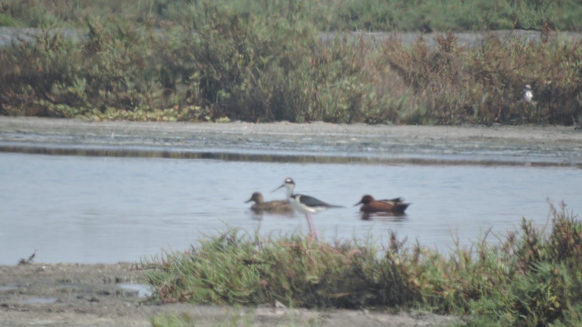 Cinnamon Teal - ML643712933