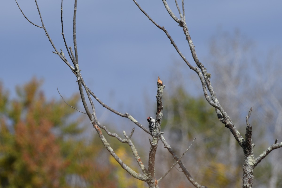 Hairy Woodpecker - ML643712937