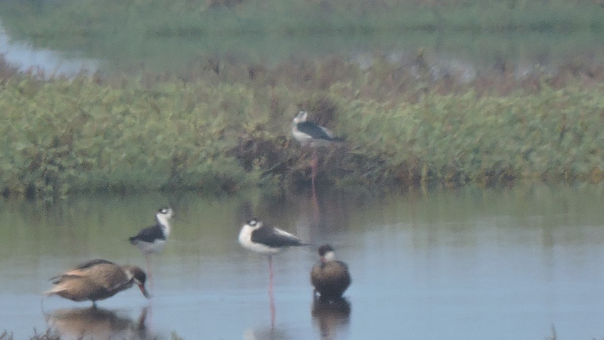 White-cheeked Pintail - ML643712939