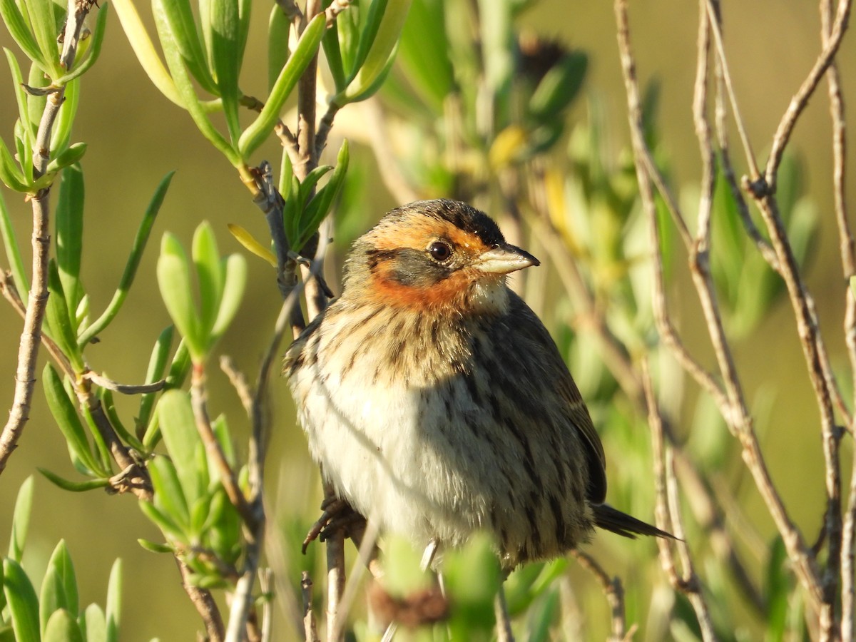 Saltmarsh Sparrow - ML643712954