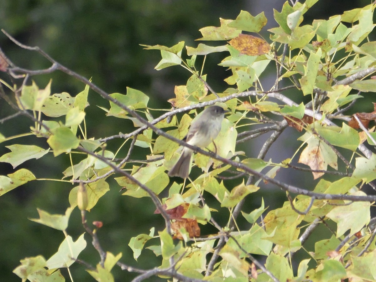 Eastern Phoebe - ML643712956