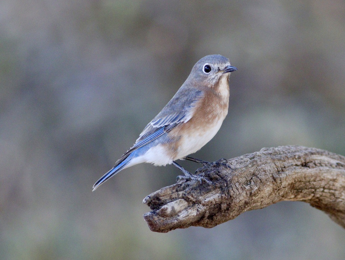 Eastern Bluebird - ML643712963