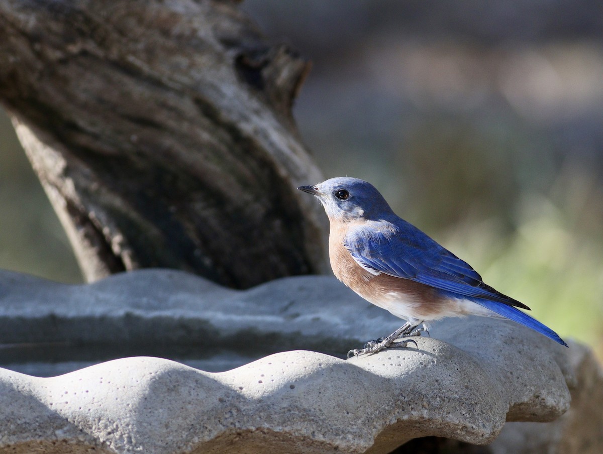 Eastern Bluebird - ML643712964