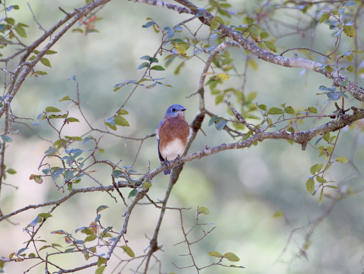 Eastern Bluebird - ML643712965
