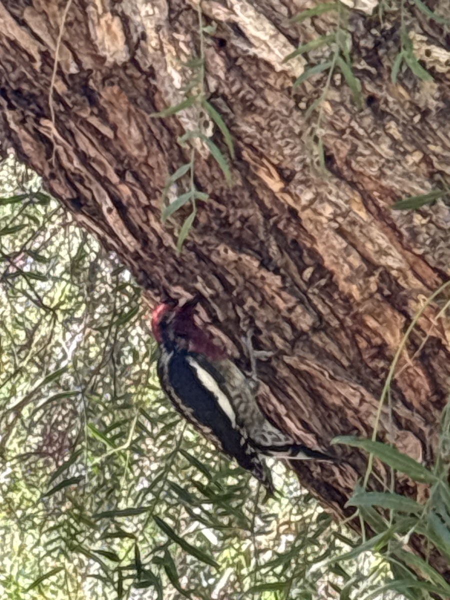 Red-breasted Sapsucker - ML643712966