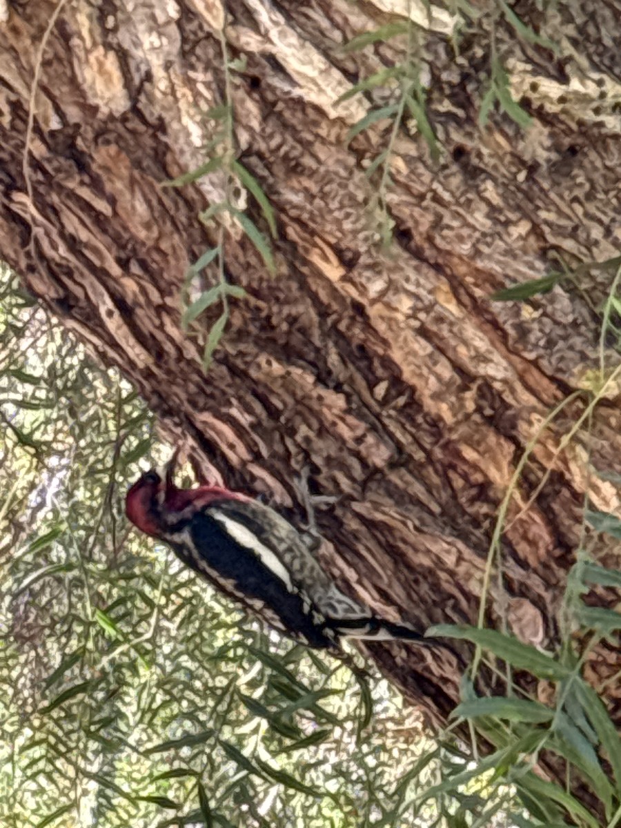 Red-breasted Sapsucker - ML643712967