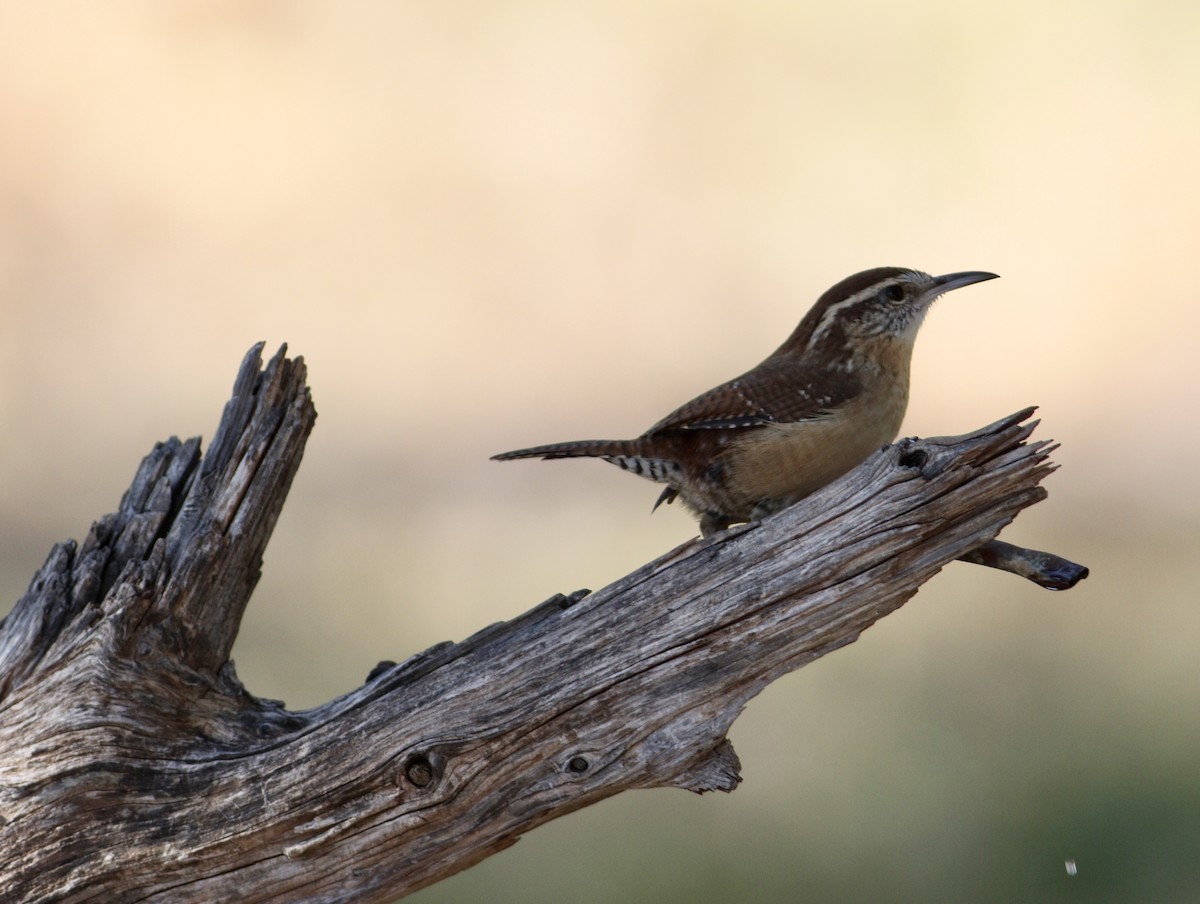 Carolina Wren - ML643712978
