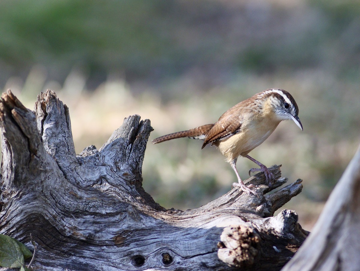 Carolina Wren - ML643712979