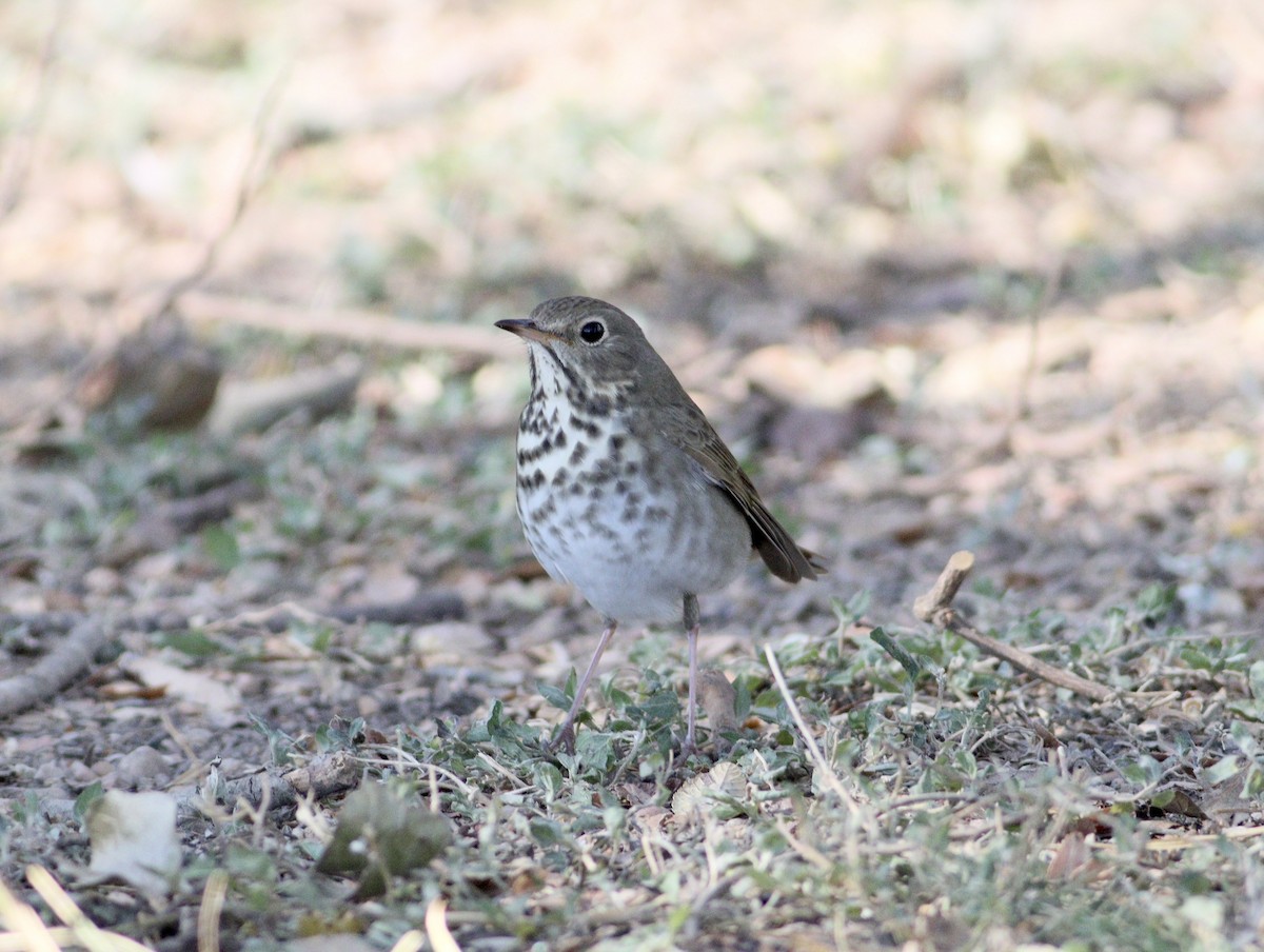 Hermit Thrush - ML643712991