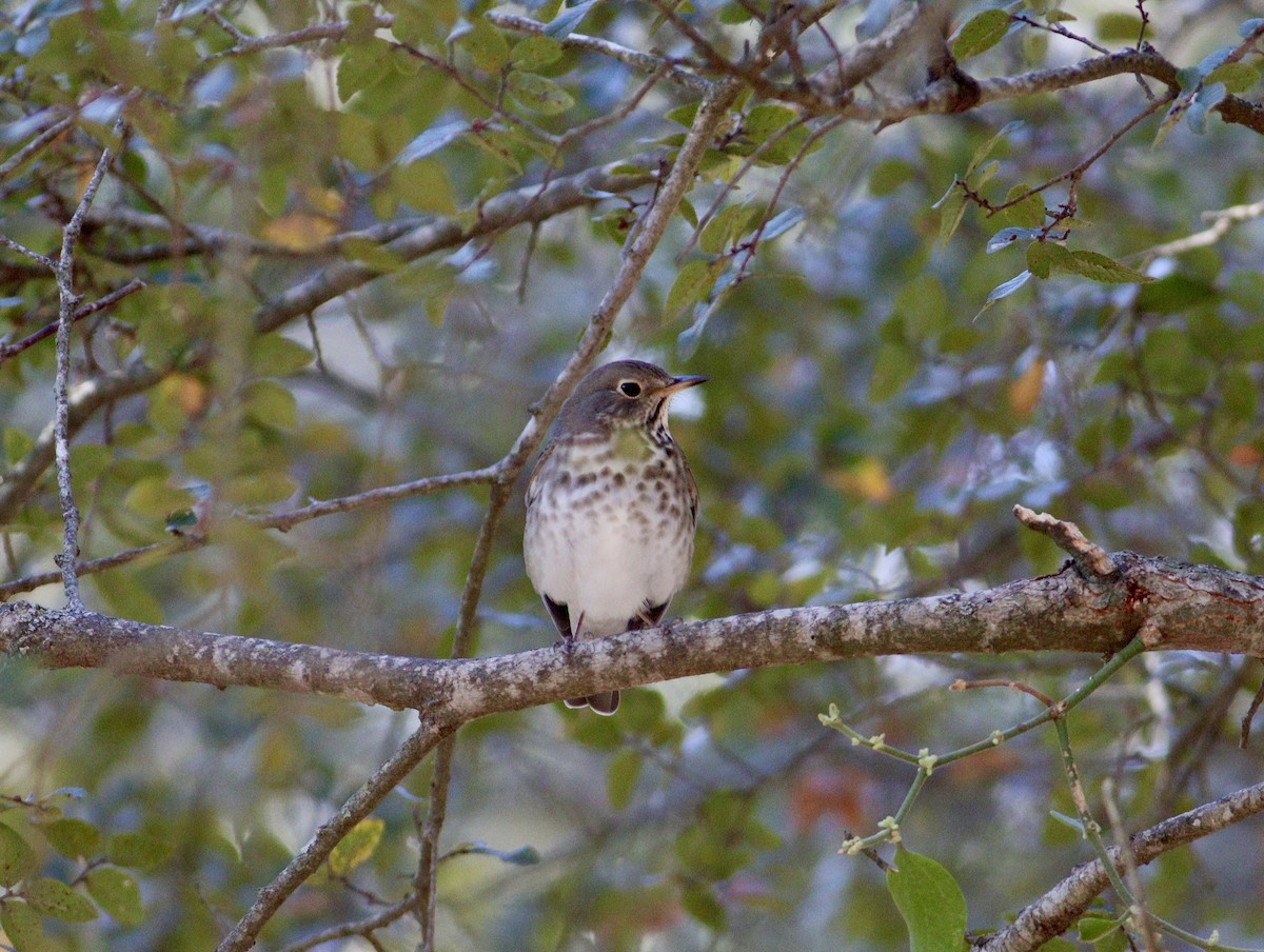 Hermit Thrush - ML643712992