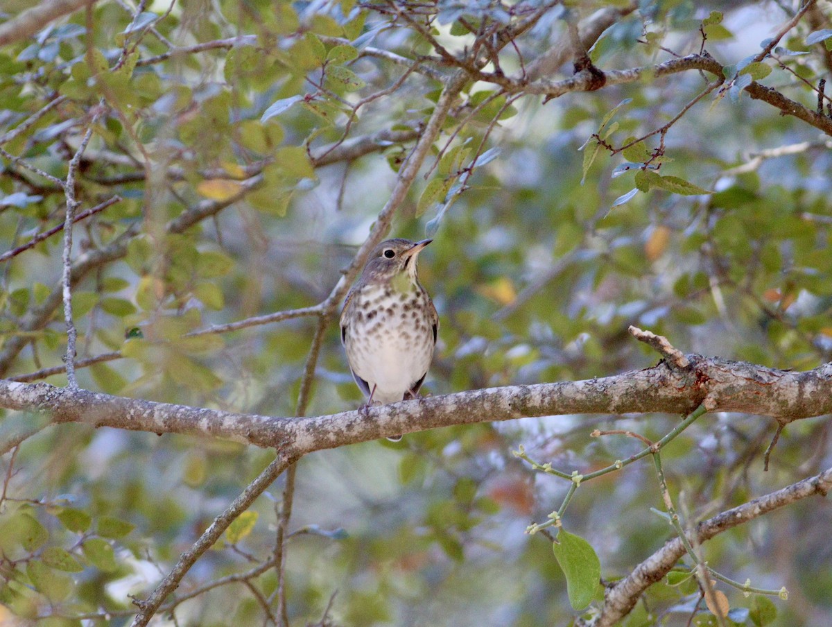 Hermit Thrush - ML643712993