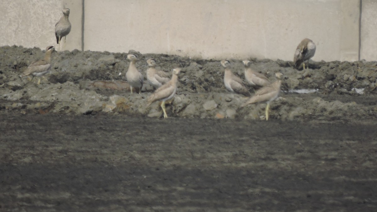 Peruvian Thick-knee - ML643712995