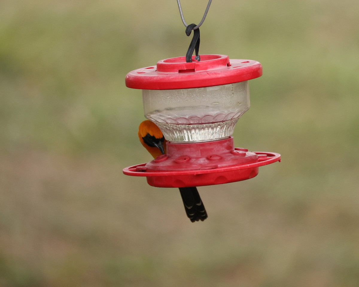 Oriole masqué - ML643713002
