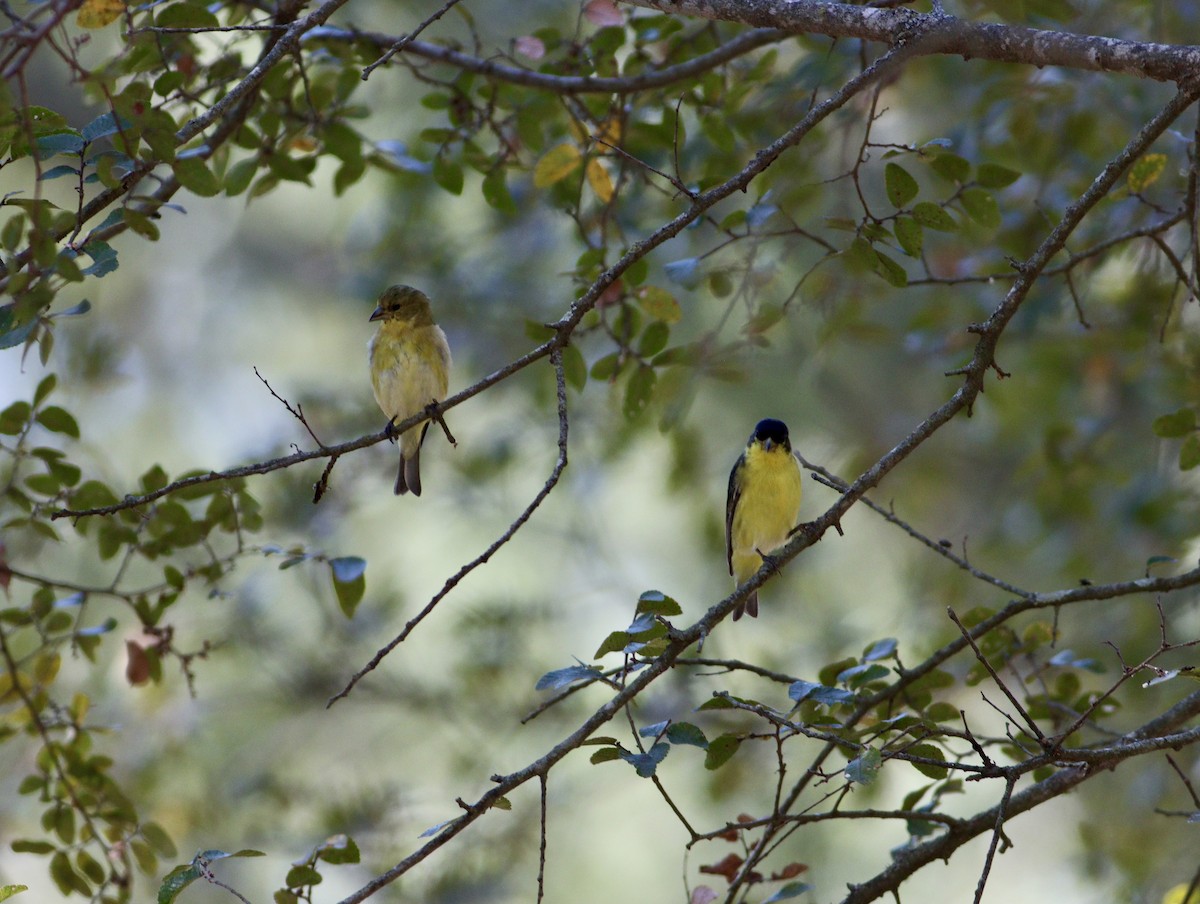 Lesser Goldfinch - ML643713007